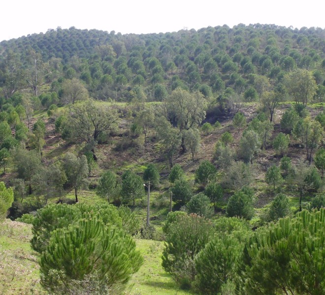 Land For Sale in Silves Portugal