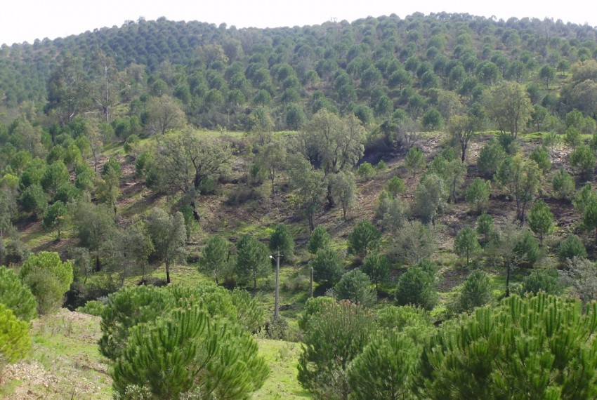 Land For Sale in Silves Portugal