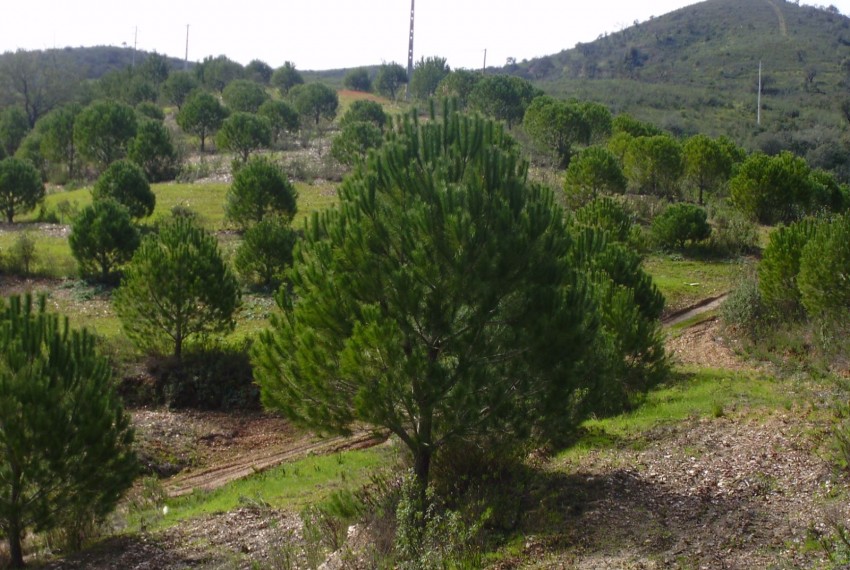 Land For Sale in Silves Portugal