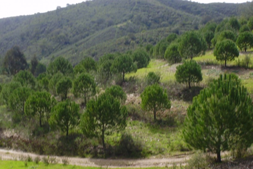 Land For Sale in Silves Portugal