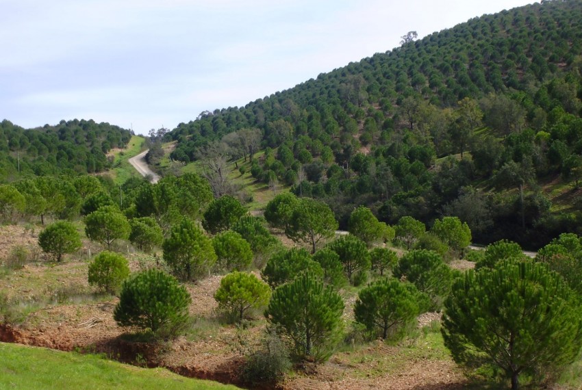 Land For Sale in Silves Portugal