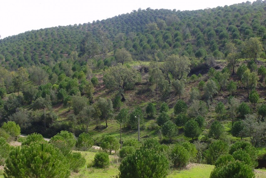 Land For Sale in Silves Portugal