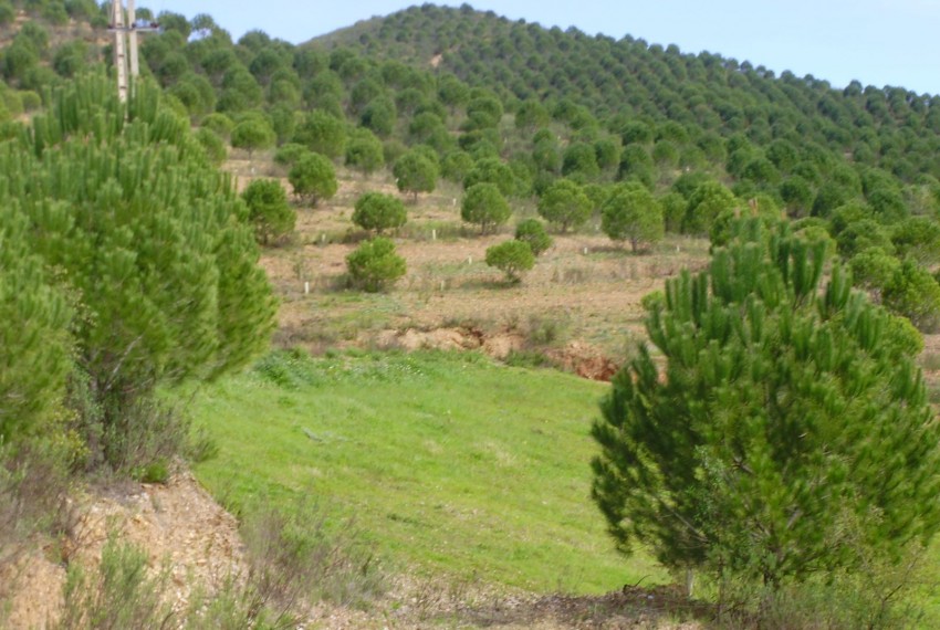 Land For Sale in Silves Portugal