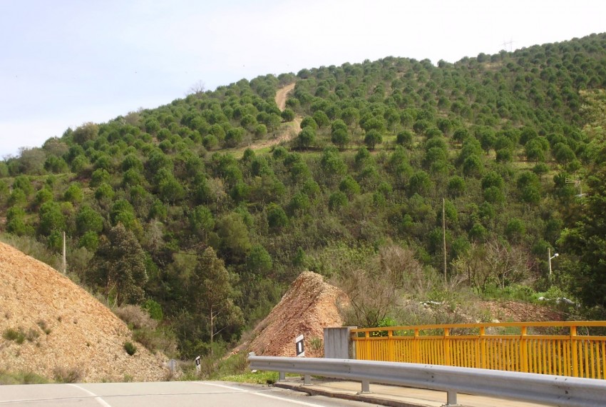 Land For Sale in Silves Portugal