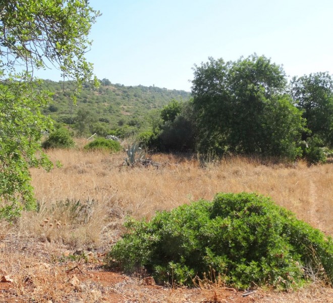 Land For Sale in Loule Portugal