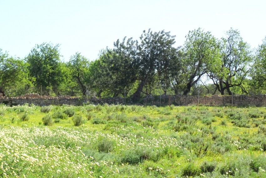 Land For Sale In Faro Portugal