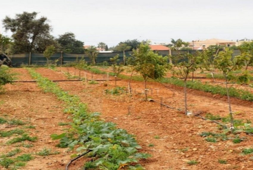 Land For Sale in Guia Portugal