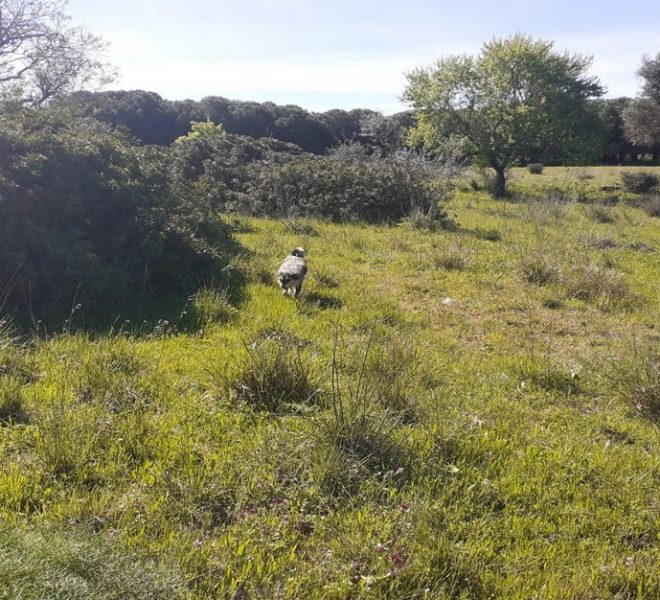 Mixed Land For Sale in Pera Portugal