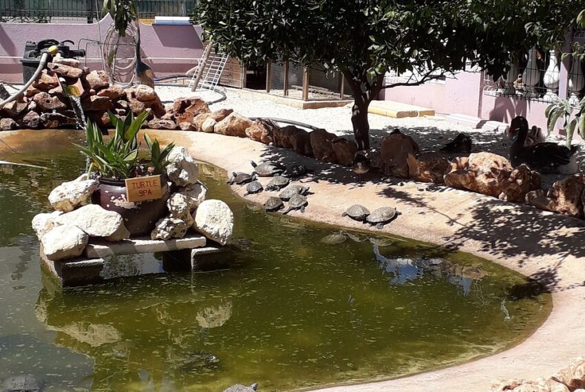 scooby-s-pool-bar (2)